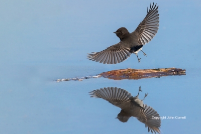 Black-Phoebe;Sayornis-nigricans;action;active;aloft;behavior;birds;Black-Phoebe;